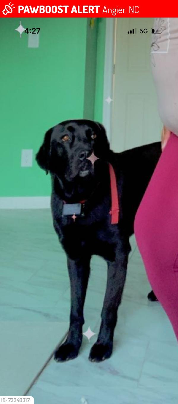 Lost Male Dog last seen Angier NC, Angier, NC 27501