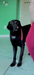 Lost Male Dog last seen Angier NC, Angier, NC 27501