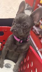 Lost Female Dog last seen Doty, Inglewood, CA 90303