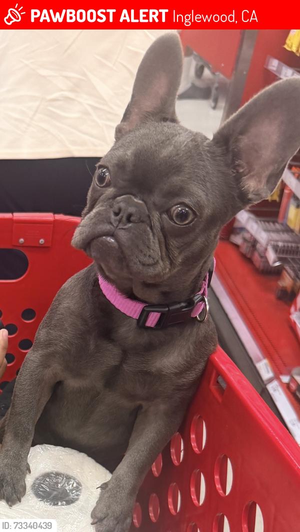 Lost Female Dog last seen Doty, Inglewood, CA 90303