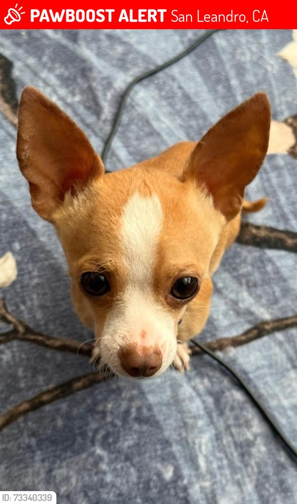 Lost Male Dog last seen Doolittle Dr. & Aurora Dr., near Mulford Gardenss, San Leandro, CA 94577