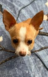 Lost Male Dog last seen Doolittle Dr. & Aurora Dr., near Mulford Gardenss, San Leandro, CA 94577