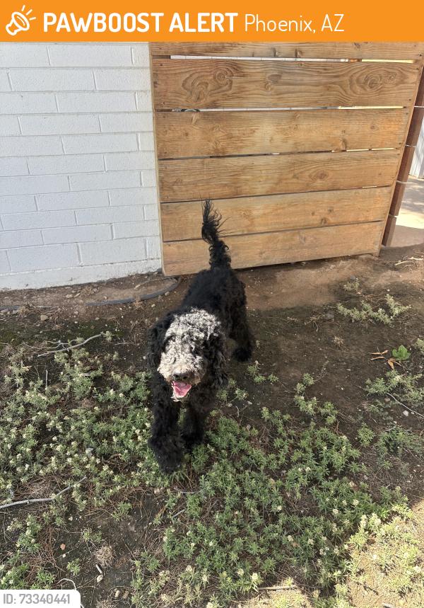 Found/Stray Male Dog last seen North 40th Street. and East Campbell Ave., Phoenix, AZ 85018