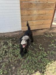 Found/Stray Male Dog last seen North 40th Street. and East Campbell Ave., Phoenix, AZ 85018