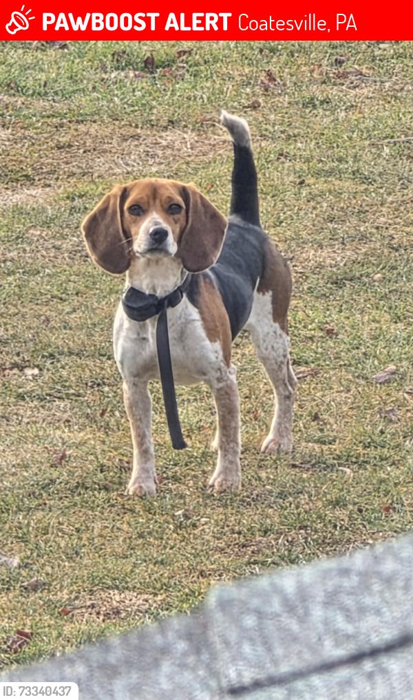 Lost Female Dog last seen West Mattson Hollow Rd, Coatesville, PA 19320
