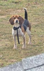 Lost Female Dog last seen West Mattson Hollow Rd, Coatesville, PA 19320