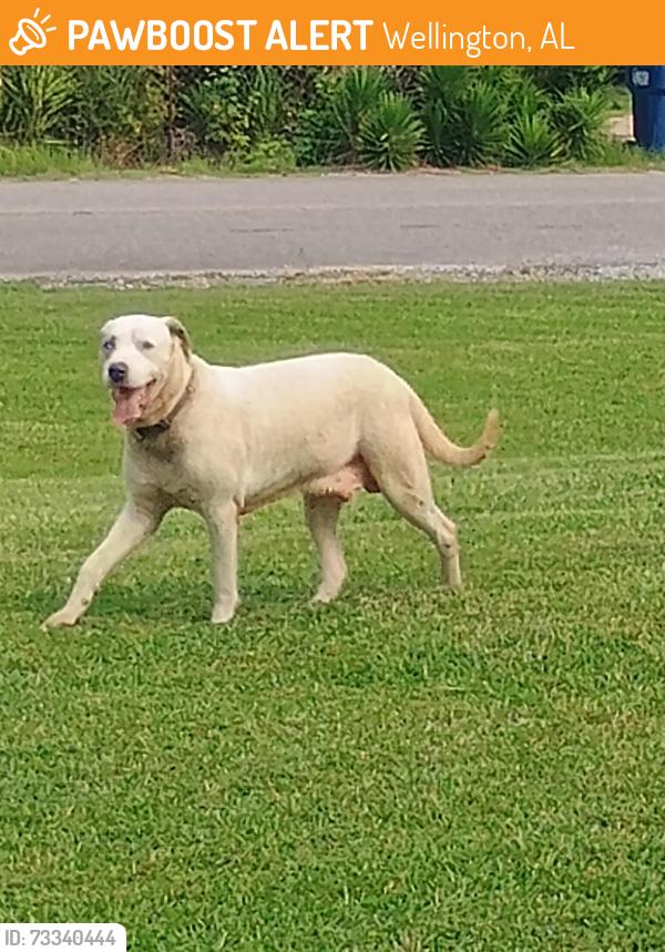 Found/Stray Male Dog last seen Near Hollingsworth Dr Wellington Al 36279, Wellington, AL 36279