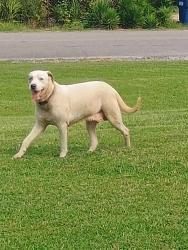 Found/Stray Male Dog last seen Near Hollingsworth Dr Wellington Al 36279, Wellington, AL 36279