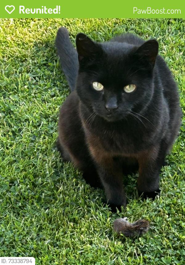 Reunited Female Cat last seen At home, Repton, England 