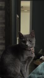 Reunited Female Cat last seen Near Ruth St, Cary, NC 27511