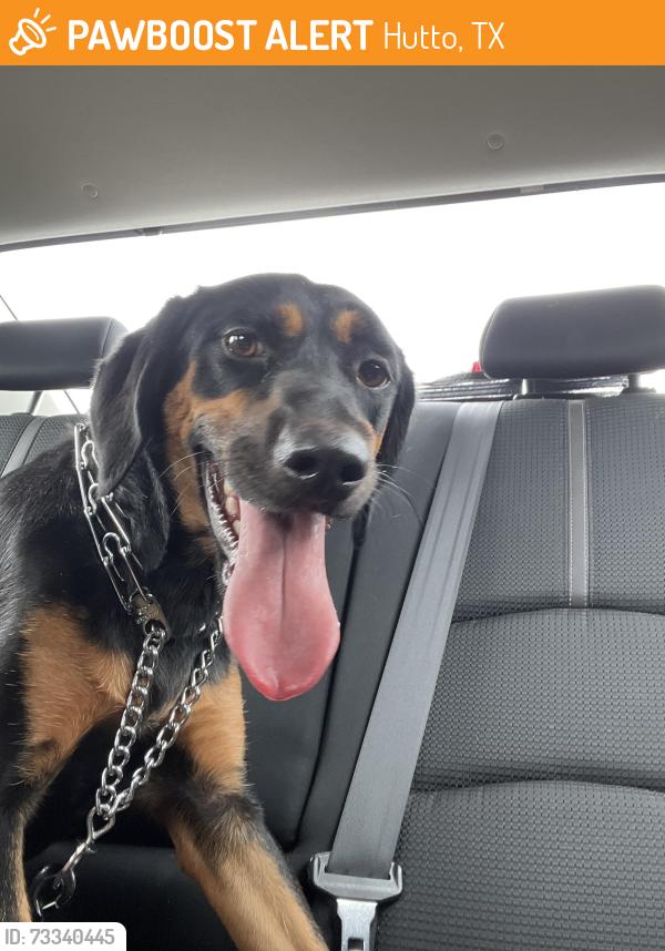 Found/Stray Female Dog last seen Carol Meadows, Hutto, TX 78634