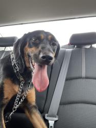 Found/Stray Female Dog last seen Carol Meadows, Hutto, TX 78634