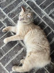 Found/Stray Unknown Cat last seen Tatenhill & Forebridge, McKinney, TX 75070