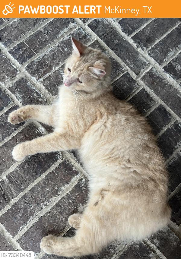 Found/Stray Unknown Cat last seen Tatenhill & Forebridge, McKinney, TX 75070