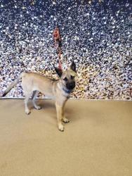 Shelter Stray Male Dog last seen Algonquin Road, 29626, Anderson County, SC, 1320 US-29, Anderson, SC 29626, USA