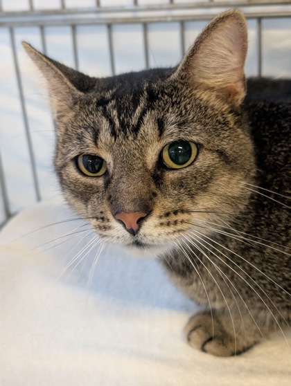 Shelter Stray Male Cat last seen Near S Stongeridge Dr, Inverness, FL, 4030 S Airport Rd, Inverness, FL 34450, USA