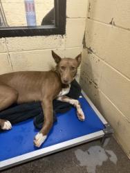 Shelter Stray Female Dog last seen MANSFIELD HIGHWAY, East District, TX, 355 Hillshire Dr, Haslet, TX 76052, USA