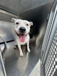 Shelter Stray Female Dog last seen W BIDDISON ST & HEMPHILL ST, South District,, 355 Hillshire Dr, Haslet, TX 76052, USA