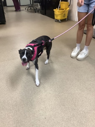 Shelter Stray Female Dog last seen Near W LOTUS AVE, North District, TX, 355 Hillshire Dr, Haslet, TX 76052, USA