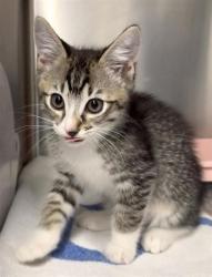 Shelter Stray Male Cat last seen Near 12th Ave, Seattle, WA, 2061 15th Ave W, Seattle, WA 98119, USA