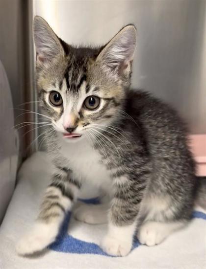 Shelter Stray Male Cat last seen Near 12th Ave, Seattle, WA, 2061 15th Ave W, Seattle, WA 98119, USA