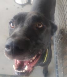 Shelter Stray Female Dog last seen Near STARING LN, 70810, LA, 2550 Gourrier Ave, Baton Rouge, LA 70820, USA