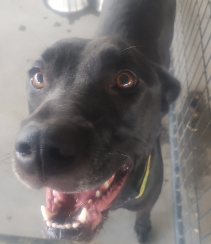Shelter Stray Female Dog last seen Near STARING LN, 70810, LA, 2550 Gourrier Ave, Baton Rouge, LA 70820, USA