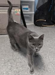 Shelter Stray Female Cat last seen th St and B St, Roseville City, CA, 200 Tahoe Ave, Roseville, CA 95678, USA