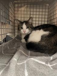 Shelter Stray Female Cat last seen Near Trinity Lane, 70820, LA, 2550 Gourrier Ave, Baton Rouge, LA 70820, USA