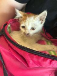 Shelter Stray Female Cat last seen Near W Lee Dr., 70820, LA, 2550 Gourrier Ave, Baton Rouge, LA 70820, USA