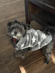 Reunited Female Dog last seen Memphis, TN, USA, Memphis, TN 38103