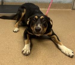 Shelter Stray Male Dog last seen Near Conley Rd, Conley, GA 30288, 30288, GA, 3280 Chamblee Dunwoody Rd, Chamblee, GA 30341, USA