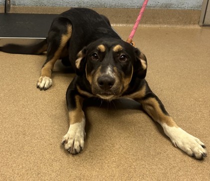 Shelter Stray Male Dog last seen Near Conley Rd, Conley, GA 30288, 30288, GA, 3280 Chamblee Dunwoody Rd, Chamblee, GA 30341, USA