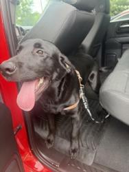 Shelter Stray Male Dog last seen Sawgrass Cir, 30038, GA, 3280 Chamblee Dunwoody Rd, Chamblee, GA 30341, USA