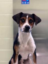 Shelter Stray Male Dog last seen Near Melissa St, Longview, City of, TX, 303 H G Mosley Pkwy, Longview, TX 75604, USA