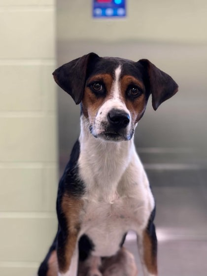 Shelter Stray Male Dog last seen Near Melissa St, Longview, City of, TX, 303 H G Mosley Pkwy, Longview, TX 75604, USA