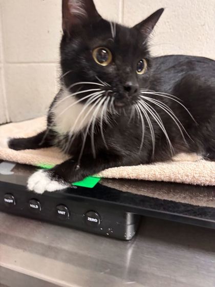 Shelter Stray Female Cat last seen Near Johnston St, Knox County GP, TN, 3201 Division St, Knoxville, TN 37919, USA