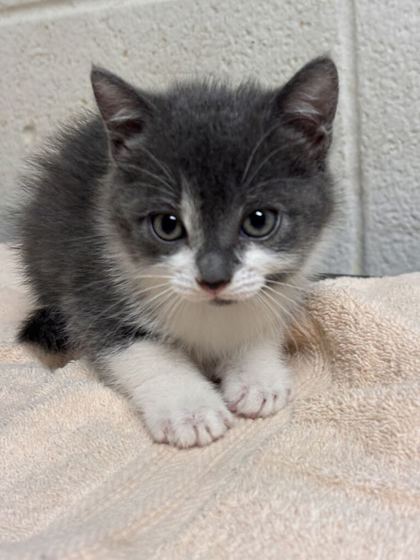 Shelter Stray Female Cat last seen Near Johnston St, Knox County GP, TN, 3201 Division St, Knoxville, TN 37919, USA