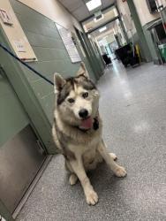 Shelter Stray Male Dog last seen Near Monadnoch Wy, Oakland, CA, 1101 29th Ave, Oakland, CA 94601, USA
