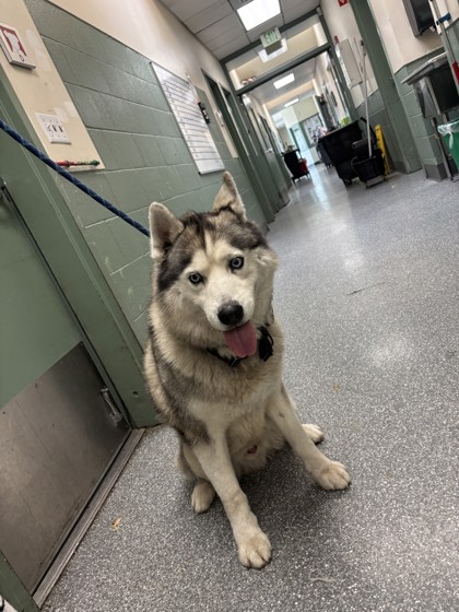 Shelter Stray Male Dog last seen Near Monadnoch Wy, Oakland, CA, 1101 29th Ave, Oakland, CA 94601, USA
