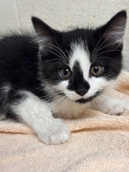 Shelter Stray Male Cat last seen Near Johnston St, Knox County GP, TN, 3201 Division St, Knoxville, TN 37919, USA