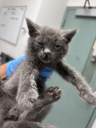 Shelter Stray Unknown Cat last seen Near E 20th St, Oakland, CA, 1101 29th Ave, Oakland, CA 94601, USA
