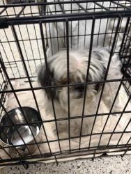Shelter Stray Unknown Dog last seen Near Apache Trl, Atlanta, GA, 1251 Fulton Industrial Blvd NW, Atlanta, GA 30336, USA