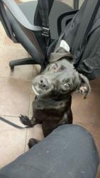 Shelter Stray Female Dog last seen Near Blk of Featherston, District 2 - West Cleburne,, 2375 Service Dr, Cleburne, TX 76033, USA