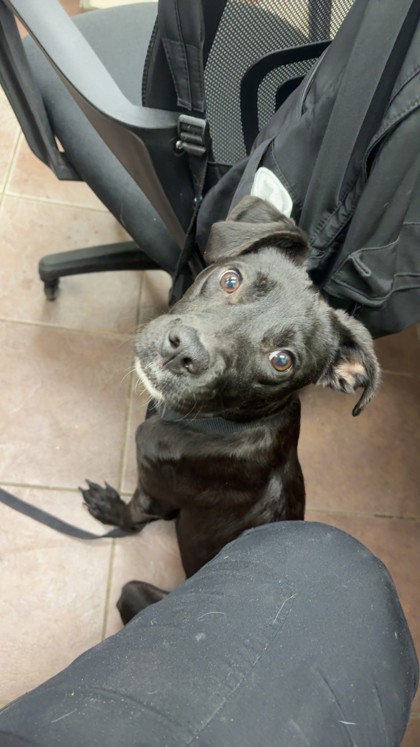 Shelter Stray Female Dog last seen Near Blk of Featherston, District 2 - West Cleburne,, 2375 Service Dr, Cleburne, TX 76033, USA