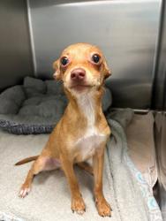 Shelter Stray Male Dog last seen Near blk of Woodard, District 4 - South Cleburne,, 2375 Service Dr, Cleburne, TX 76033, USA