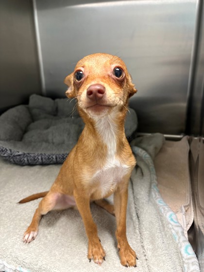 Shelter Stray Male Dog last seen Near blk of Woodard, District 4 - South Cleburne,, 2375 Service Dr, Cleburne, TX 76033, USA