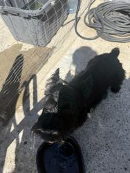 Found/Stray Male Dog last seen Walking down the street, Corona, CA 92879