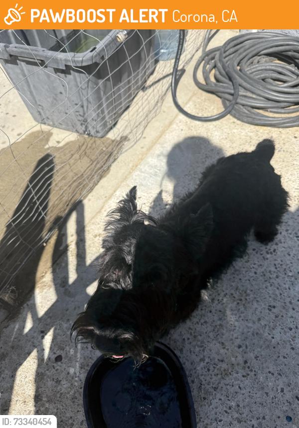 Found/Stray Male Dog last seen Walking down the street, Corona, CA 92879