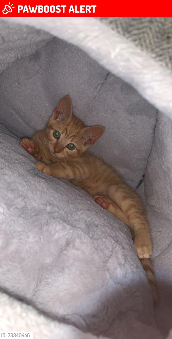 Lost Male Cat last seen Wood hill road area, Brandlesholme, England BL8 1GW